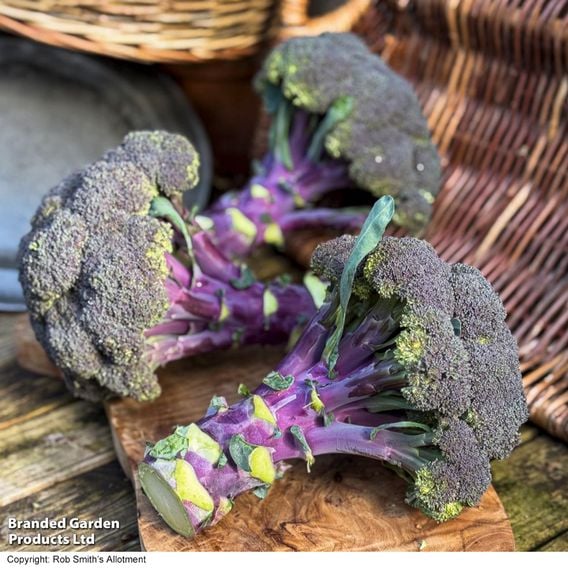 Broccoli 'Purple Magic' F1 - Gourmet Veg Seeds