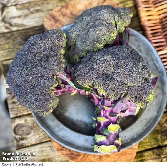 Broccoli 'Purple Magic' F1 - Gourmet Veg Seeds