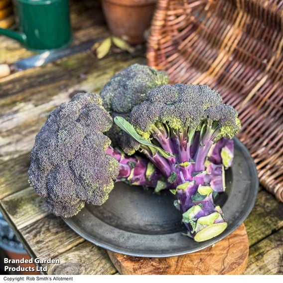 Broccoli 'Purple Magic' F1 - Gourmet Veg Seeds