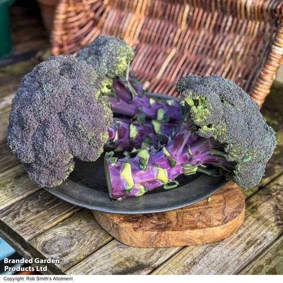 Broccoli 'Purple Magic' F1 - Gourmet Veg Seeds