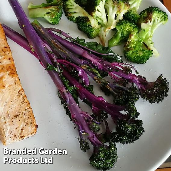 Broccoli 'Purplelicious'