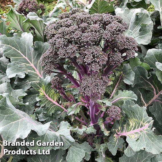 Broccoli 'Purplelicious'