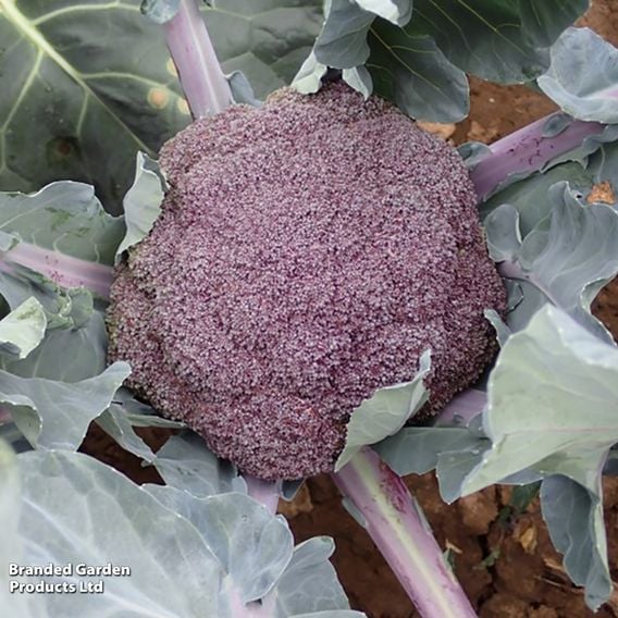 Broccoli 'Purple Magic' F1 - Gourmet Veg Seeds