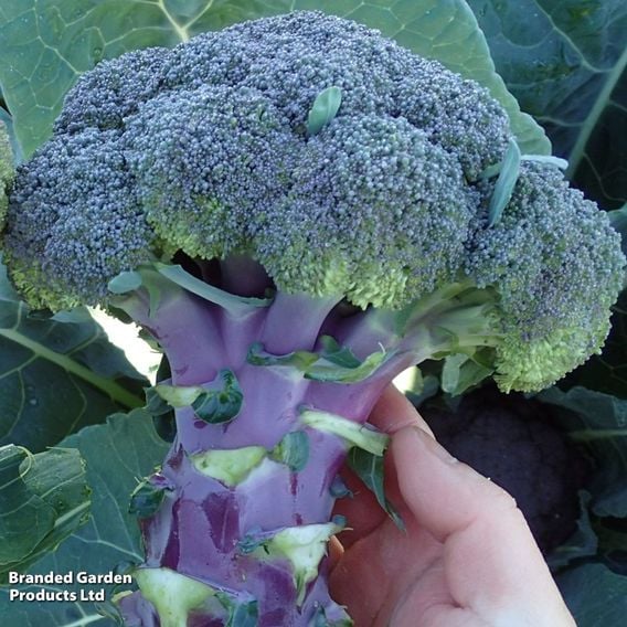 Broccoli 'Purple Magic' F1 - Gourmet Veg Seeds