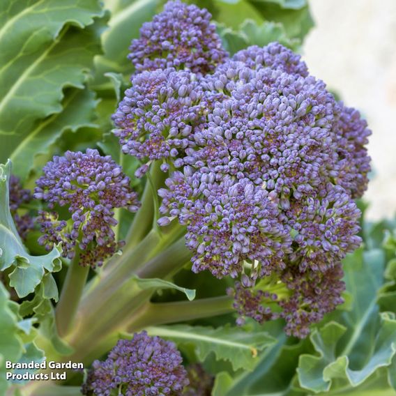 Broccoli (Sprouting) 'Summer Purple' - Seeds