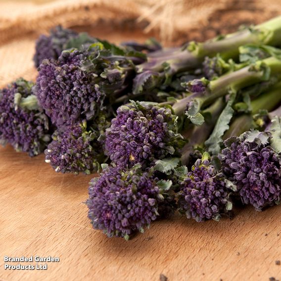 Broccoli (Sprouting) 'Summer Purple' - Seeds