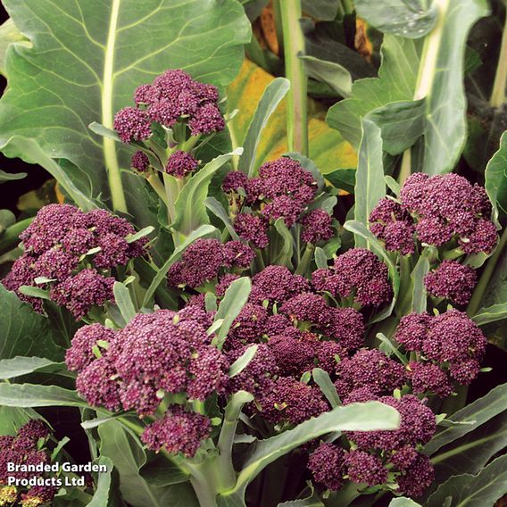 Broccoli (Sprouting) 'Summer Purple' - Seeds