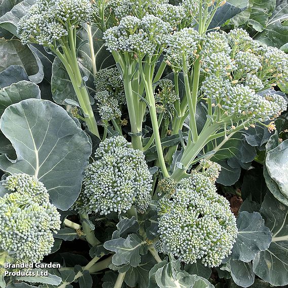 Broccoli 'Tenderette' F1 (Sprouting type) - Seeds