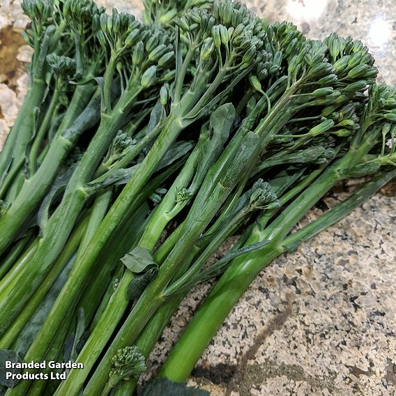 Broccoli 'Tenderette' F1 (Sprouting type) - Seeds