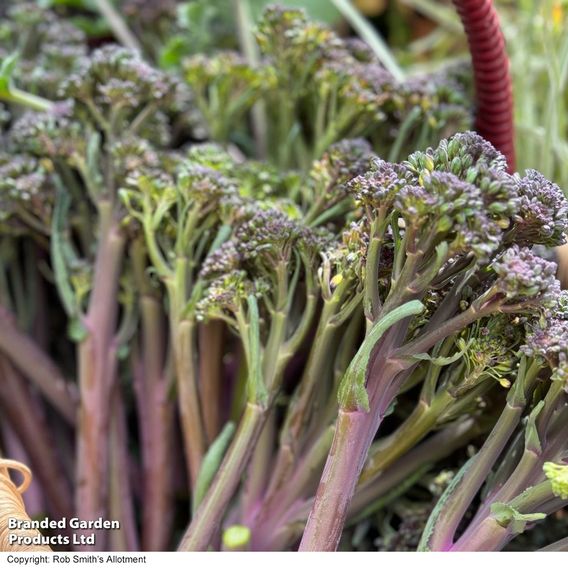 Broccoli 'Tyrian' F1 (Stem) - Seeds