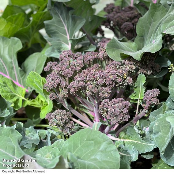 Broccoli 'Tyrian' F1 (Stem) - Seeds