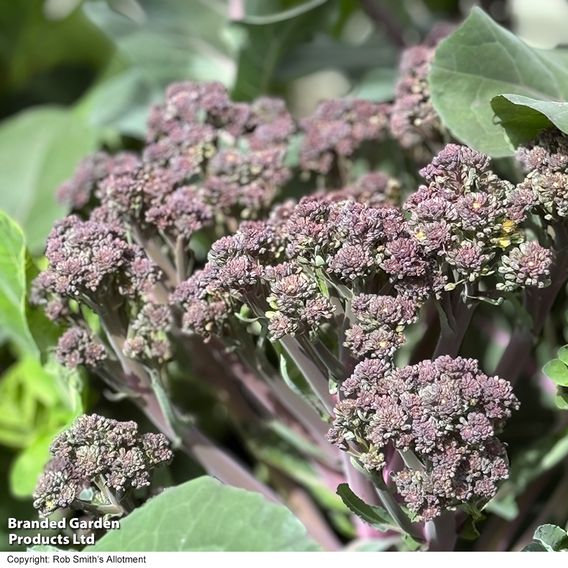 Broccoli 'Tyrian' F1 (Stem) - Seeds