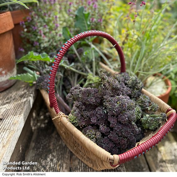 Broccoli 'Tyrian' F1 (Stem) - Seeds