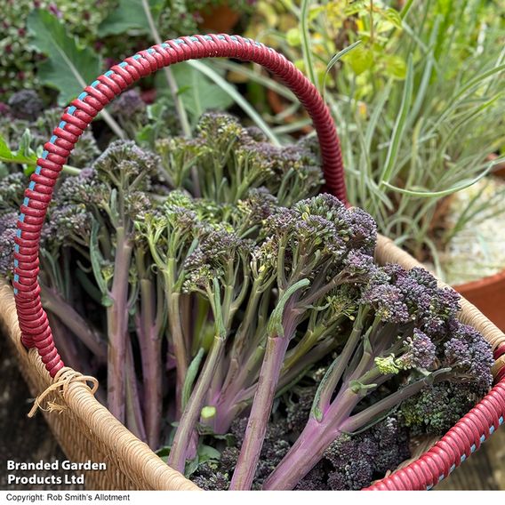 Broccoli 'Tyrian' F1 (Stem) - Seeds