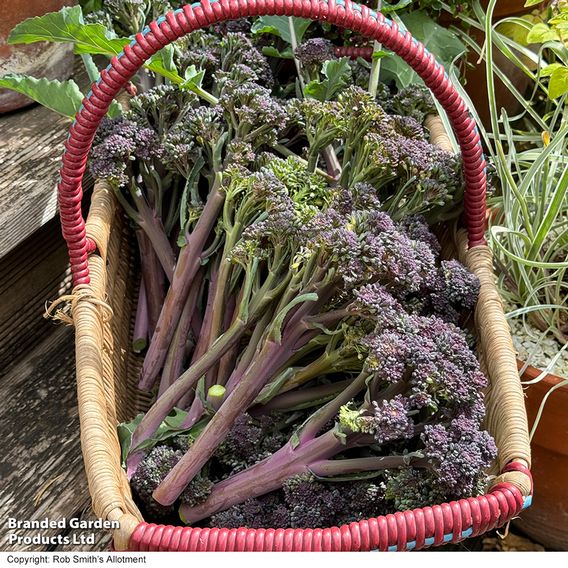 Broccoli 'Tyrian' F1 (Stem) - Seeds