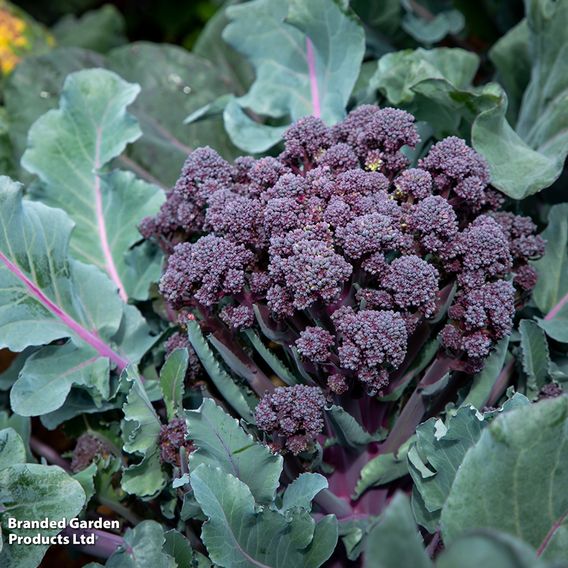Broccoli 'Tyrian' F1 (Stem) - Seeds