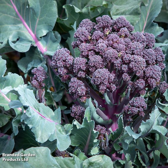 Broccoli 'Tyrian' F1 (Stem) - Seeds