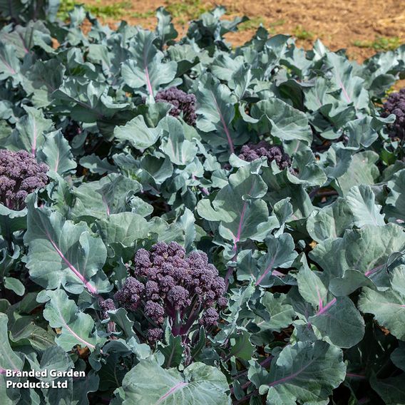 Broccoli 'Tyrian' F1 (Stem) - Seeds