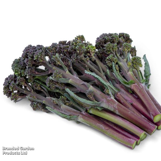 Broccoli 'Tyrian' F1 (Stem) - Seeds