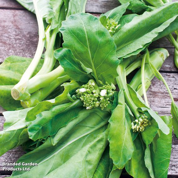 Wok Broc (Chinese Broccoli) 'Kichi' - Seeds