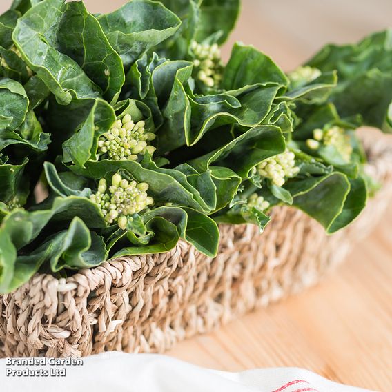 Wok Broc (Chinese Broccoli) 'Kichi' - Seeds