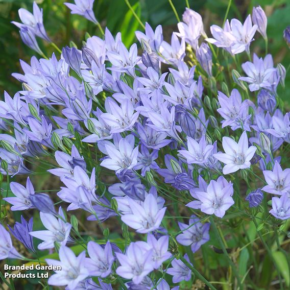 Summer Plant & Bulb Bundle