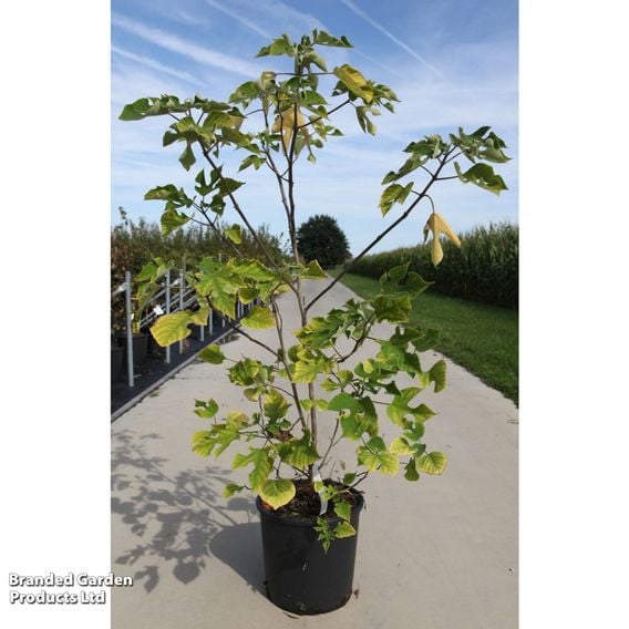 Paper Mulberry