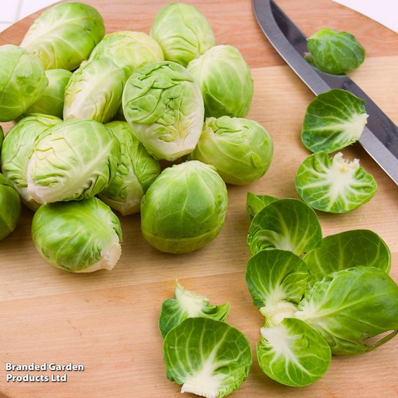 Brussels Sprout 'Groninger' - Organic Seeds