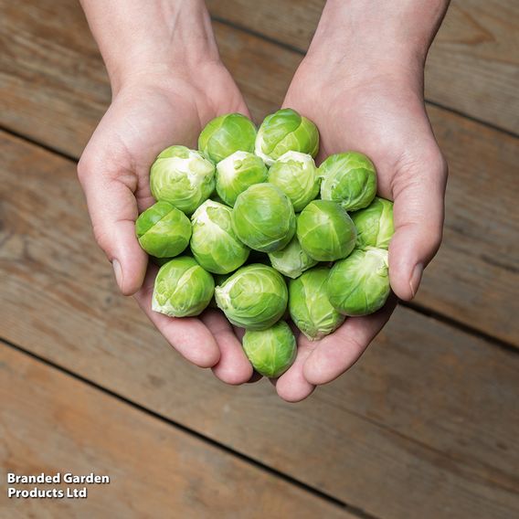 Brussels Sprout 'Hector' F1 - Seeds