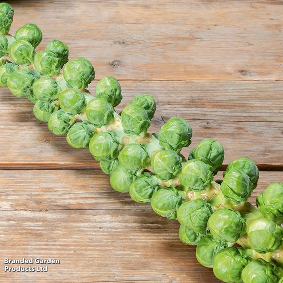 Brussels Sprout 'Hector' F1 - Seeds