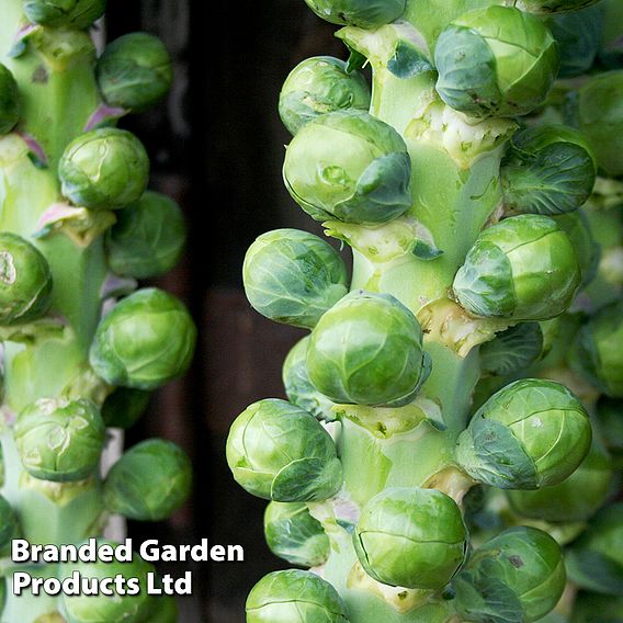 Brussels Sprout Cryptus F1 - Seeds
