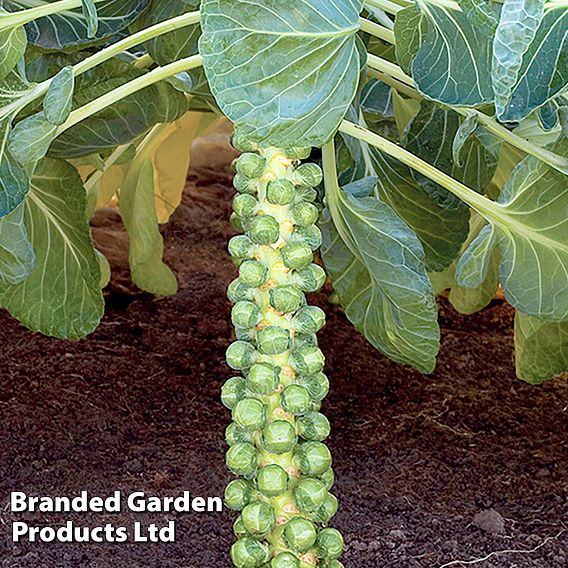 Brussels Sprout Cryptus F1 - Seeds