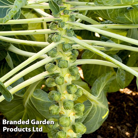 Brussels Sprout Cryptus F1 - Seeds