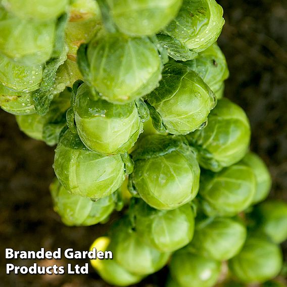 Brussels Sprout Cryptus F1 - Seeds