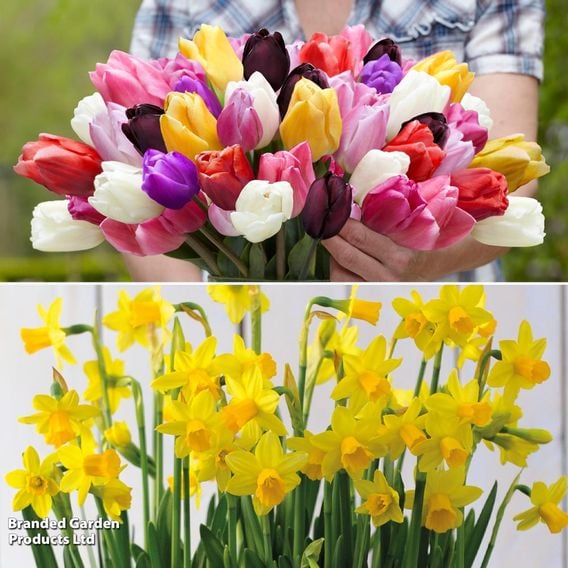 Bestseller Bulb Duo