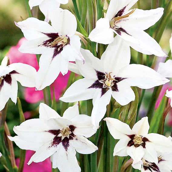 Gladiolus murielae