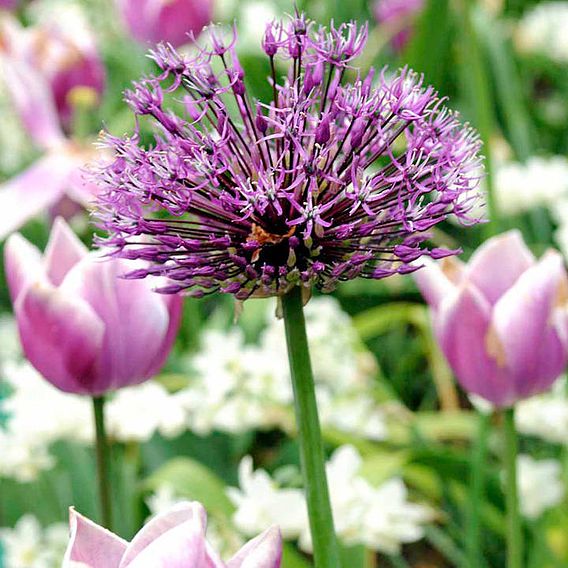 Allium Bulbs - Purple Sensation