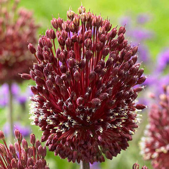Allium Bulbs - Red Mohican