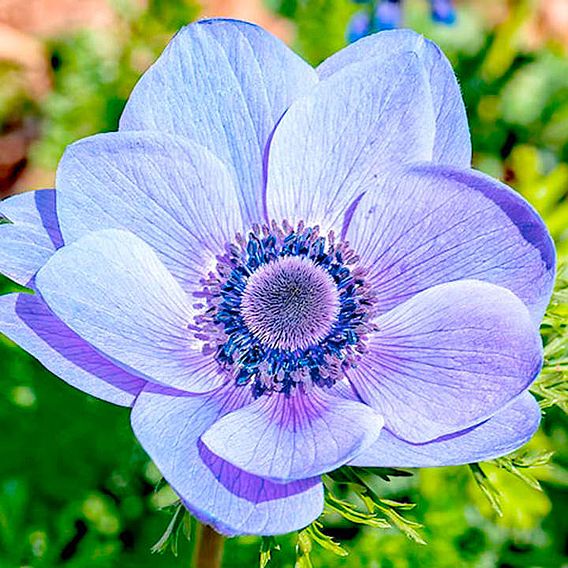 Anemone coronaria 'Mr Fokker' (De Caen Group)