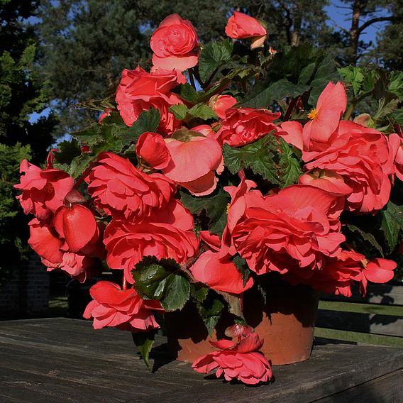 Begonia Tubers - Scented Pink