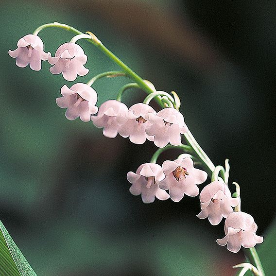 Lily of the valley Rosea