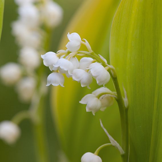 Lily of the Valley (White)