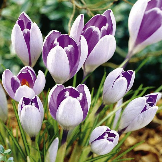 Crocus 'Vanguard'