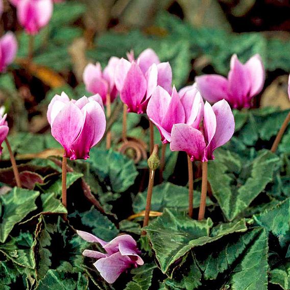 Cyclamen Hederifolium Bulbs 