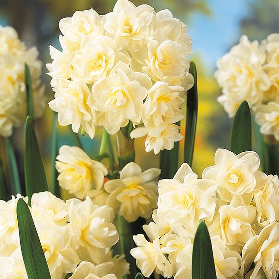 Narcissus 'Erlicheer'