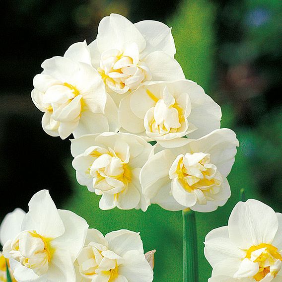 Daffodil 'Scented Collection'