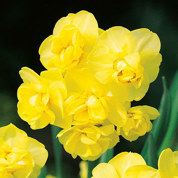 Narcissus Bulbs - Yellow  Cheerfulness (Double)