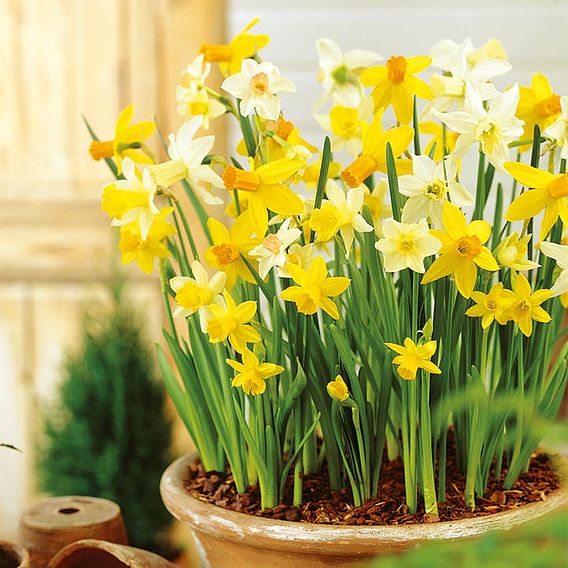 Daffodil Miniature Bulbs - Patio Mix