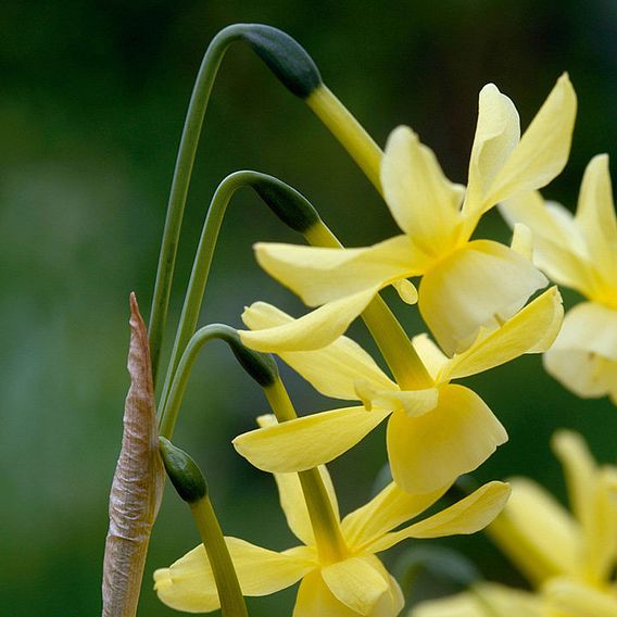 Daffodil Bulbs - Hawera