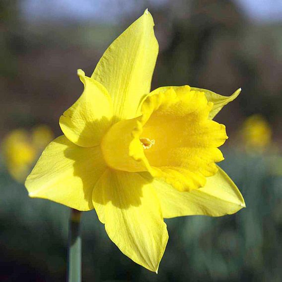 Narcissus 'Cornish Treglisson'